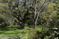 01 Charleston
